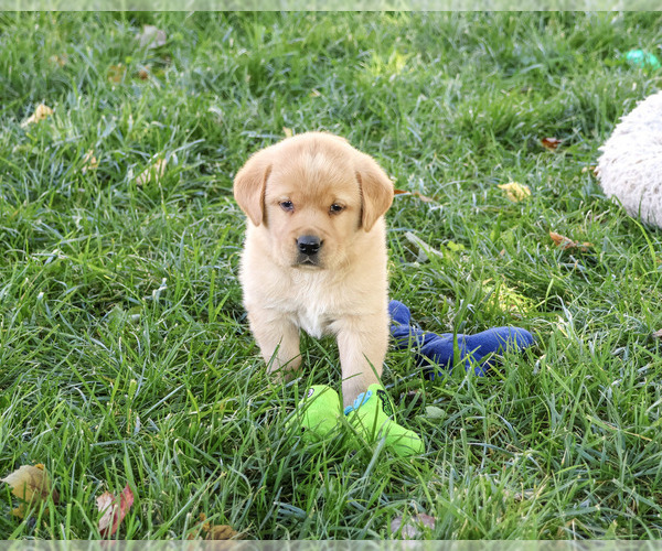 Medium Photo #1 Golden Labrador Puppy For Sale in SYRACUSE, IN, USA