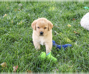 Golden Labrador Puppy for sale in SYRACUSE, IN, USA