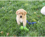 Evander - Male Golden Labrador Puppy for Sale - Small photo