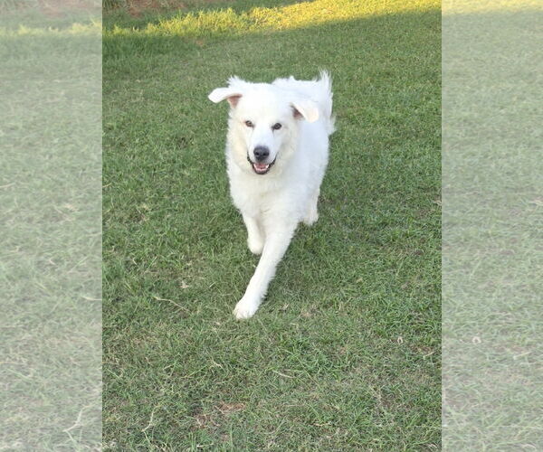 Medium Photo #9 Great Pyrenees-Unknown Mix Puppy For Sale in Houston, TX, USA