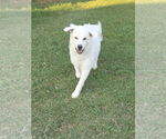 Small #8 Great Pyrenees Mix