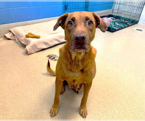 Rhodesian Ridgeback-Unknown Mix Dogs for adoption in Raleigh, NC, USA