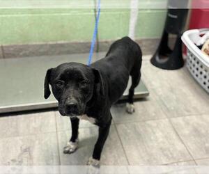 Labrador Retriever-Unknown Mix Dogs for adoption in Grand Prairie, TX, USA