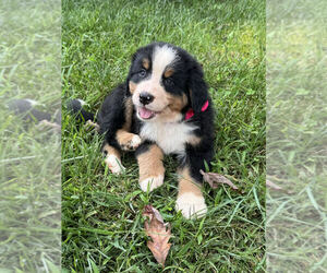 Bernese Mountain Dog Litter for sale in SIGNAL MOUNTAIN, TN, USA