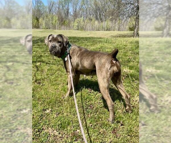 Medium Photo #1 Mastiff-Unknown Mix Puppy For Sale in Forestville, MD, USA