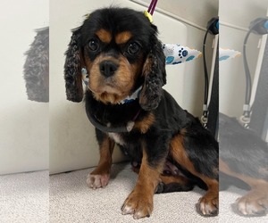 Cavalier King Charles Spaniel Dogs for adoption in Sioux Falls, SD, USA
