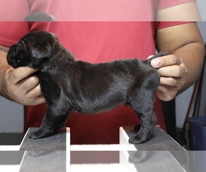 Cane Corso Puppy for sale in MOUNT MORRIS, MI, USA