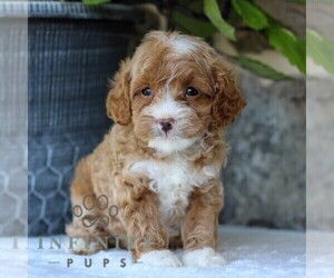 Cavapoo Puppy for sale in EAST EARL, PA, USA