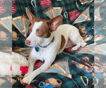 Small #6 Jack Chi