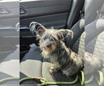 Small #1 Cairn Terrier Mix