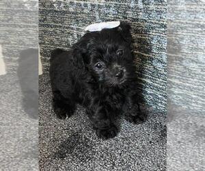 Medium Poodle (Toy)-Yorkshire Terrier Mix