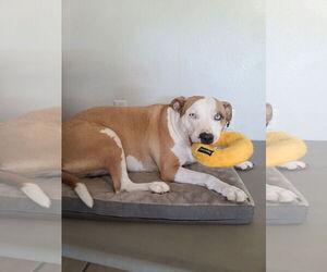 LOKI #11 - Female American Pit Bull Terrier Dog for Adoption - Photo #6
