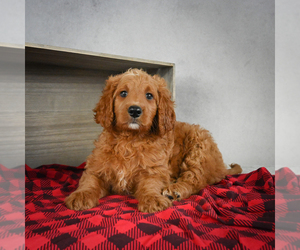 Goldendoodle Puppy for sale in ITASCA, TX, USA