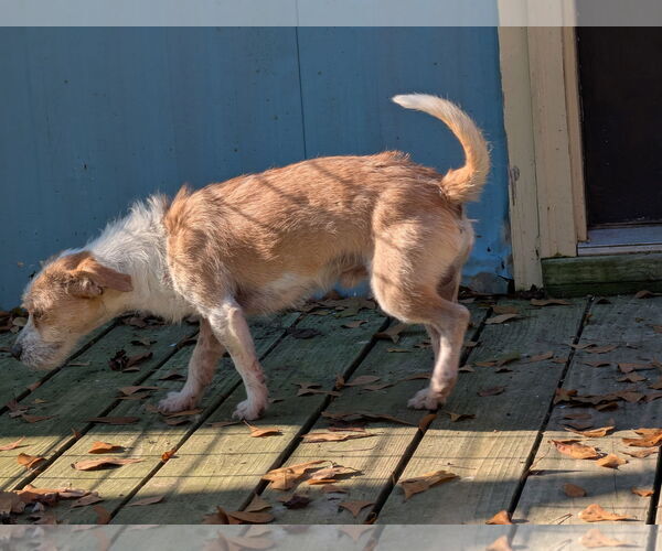 Medium Photo #4 Mutt Puppy For Sale in Murfreesboro, NC, USA