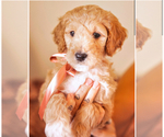 Puppy Nala Goldendoodle (Miniature)