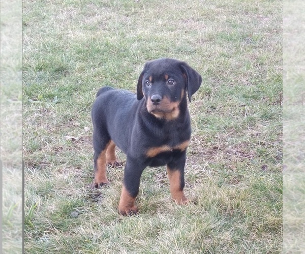Medium Photo #6 Rottweiler Puppy For Sale in FREDERICKSBURG, OH, USA
