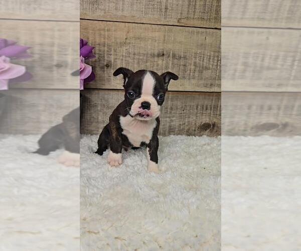 Medium Photo #4 Boston Terrier Puppy For Sale in JASONVILLE, IN, USA