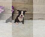Small #3 Boston Terrier