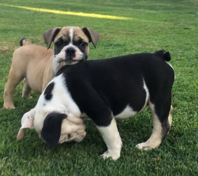 Medium Photo #1 English Bulldogge Puppy For Sale in FRESNO, CA, USA