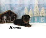 Small #2 Yorkshire Terrier
