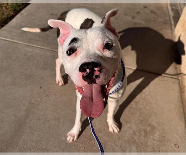 Medium Photo #2 American Staffordshire Terrier-Unknown Mix Puppy For Sale in Grand Prairie, TX, USA