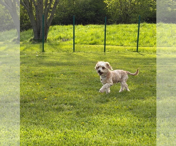 Medium Photo #7 Poodle (Miniature)-Unknown Mix Puppy For Sale in Grafton, WI, USA