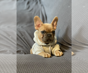 French Bulldog Puppy for sale in TAMPA, FL, USA