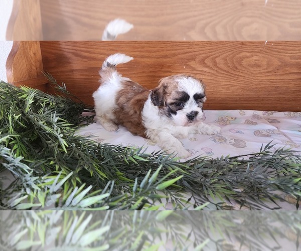 Medium Photo #2 Shih Tzu-Zuchon Mix Puppy For Sale in GREENWOOD, WI, USA