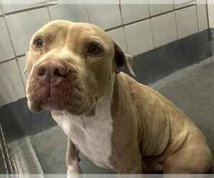 American Staffordshire Terrier-Unknown Mix Dogs for adoption in San Antonio, TX, USA