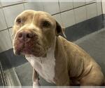 Small American Staffordshire Terrier Mix