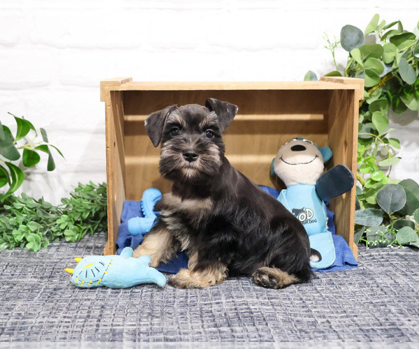 Medium Photo #7 Schnauzer (Miniature) Puppy For Sale in SYRACUSE, IN, USA