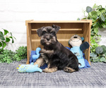 Small #6 Schnauzer (Miniature)