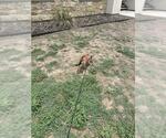 Small Chihuahua