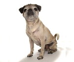 Small #1 Pug Mix