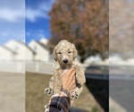Puppy Puppy 5 Goldendoodle