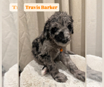 Puppy Travis Barker Goldendoodle
