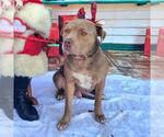 Small #1 American Pit Bull Terrier