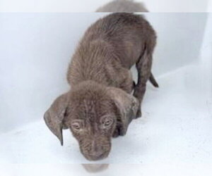 Labrador Retriever-Unknown Mix Dogs for adoption in Houston, TX, USA