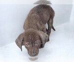 Small Labrador Retriever Mix