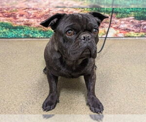 French Bulldog-Unknown Mix Dogs for adoption in Lake Forest, CA, USA