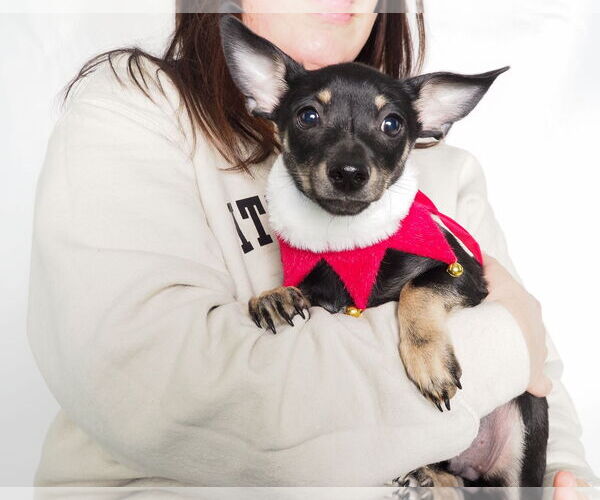 Medium Photo #1 Chipin Puppy For Sale in phoenix, AZ, USA