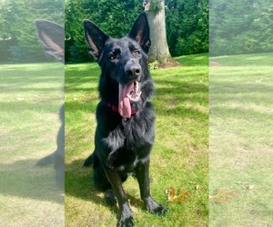 German Shepherd Dog-Unknown Mix Dogs for adoption in Woodbury, NY, USA