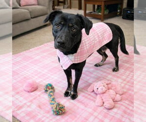 Hannah! - Female Borador Dog for Adoption - Photo #8