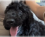 Small #1 Labrador Retriever Mix