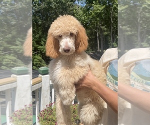 Poodle (Standard) Puppy for Sale in KITTY HAWK, North Carolina USA