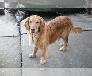 Mother of the Goldendoodle puppies born on 11/13/2024