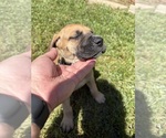 Puppy Gray girl Great Dane