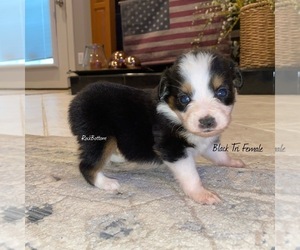 Australian Shepherd Puppy for sale in BATESVILLE, AR, USA
