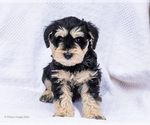 Puppy Leroy Schnauzer (Miniature)