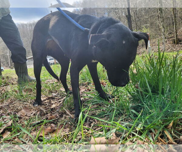 Medium Photo #2 Labrador Retriever-Unknown Mix Puppy For Sale in Woodsfield, OH, USA
